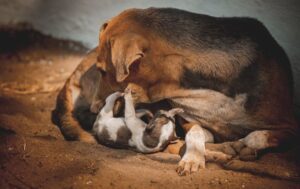 Man in Hyderabad Served Notice for Allegedly Killing Puppies