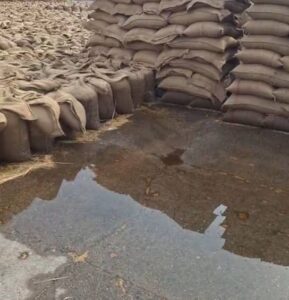 Rain Damages Wheat Stock in Muktsar Mandis, Farmers Face Heavy Losses