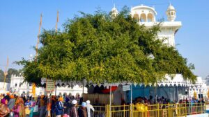 New Tamarind Tree Planted at Historic Site Near Akal Takht