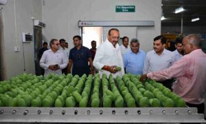 UP’s Dussehri Mangoes Fly to Dubai in Major Export Milestone