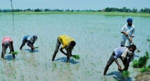 Banned Water-Intensive Paddy Varieties Sold Openly on Social Media, Threatening Punjab’s Water Resources