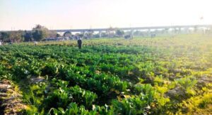 Jamhoori Kisan Sabha Opposes Urban Estates on Fertile Land; First Priority is to Protect Punjab’s Water and Farmlands