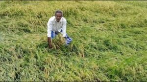 Rain Brings Relief for Paddy Farmers but Losses for Maize Growers in Punjab