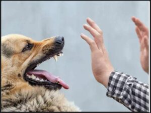 Woman files FIR after finding dog’s head cut off.