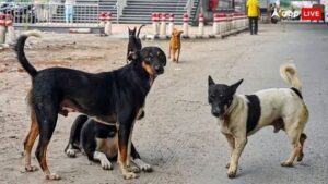 Stray Dogs to Be Vaccinated and Released In Same Area: Supreme Court.
