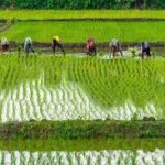 Punjab's agriculture