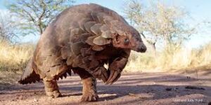 the pangolin'