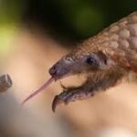 the pangolin'