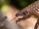 the pangolin'