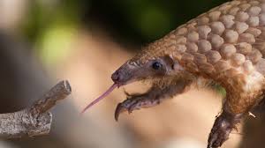 the pangolin'