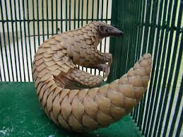 the pangolin'