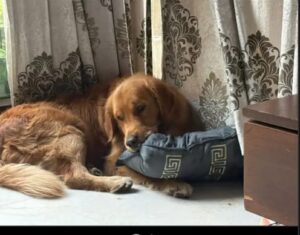 Scientist’s ₹1 Lakh Dog Stolen in Ludhiana.
