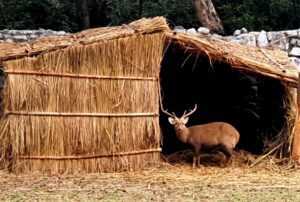 ਜੰਗਲਾਤ ਤੇ ਜੰਗਲੀ ਜੀਵ ਸੁਰੱਖਿਆ ਵਿਭਾਗ ਨੇ ਛੱਤਬੀੜ ਚਿੜੀਆਘਰ ਵਿਖੇ ਜਾਨਵਰਾਂ ਨੂੰ ਠੰਢ ਤੋਂ ਬਚਾਉਣ ਲਈ ਕੀਤੇ ਵਿਸ਼ੇਸ਼ ਪ੍ਰਬੰਧ