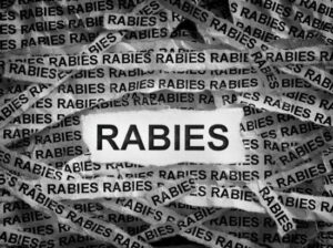 ਗੰਭੀਰ ਸੰਕਟ ਤੋਂ ਮੁਕੰਮਲ ਇਲਾਜ ਵੱਲ ਕਦਮ: ਭਗਵੰਤ ਮਾਨ ਸਰਕਾਰ ਨੇ ਪੰਜਾਬ ਵਿੱਚ ਰੇਬੀਜ਼ ਦੇ ਖ਼ਤਰੇ ਨਾਲ ਨਜਿੱਠਣ ਲਈ ਕੀਤੇ ਵਿਆਪਕ ਸੁਧਾਰ